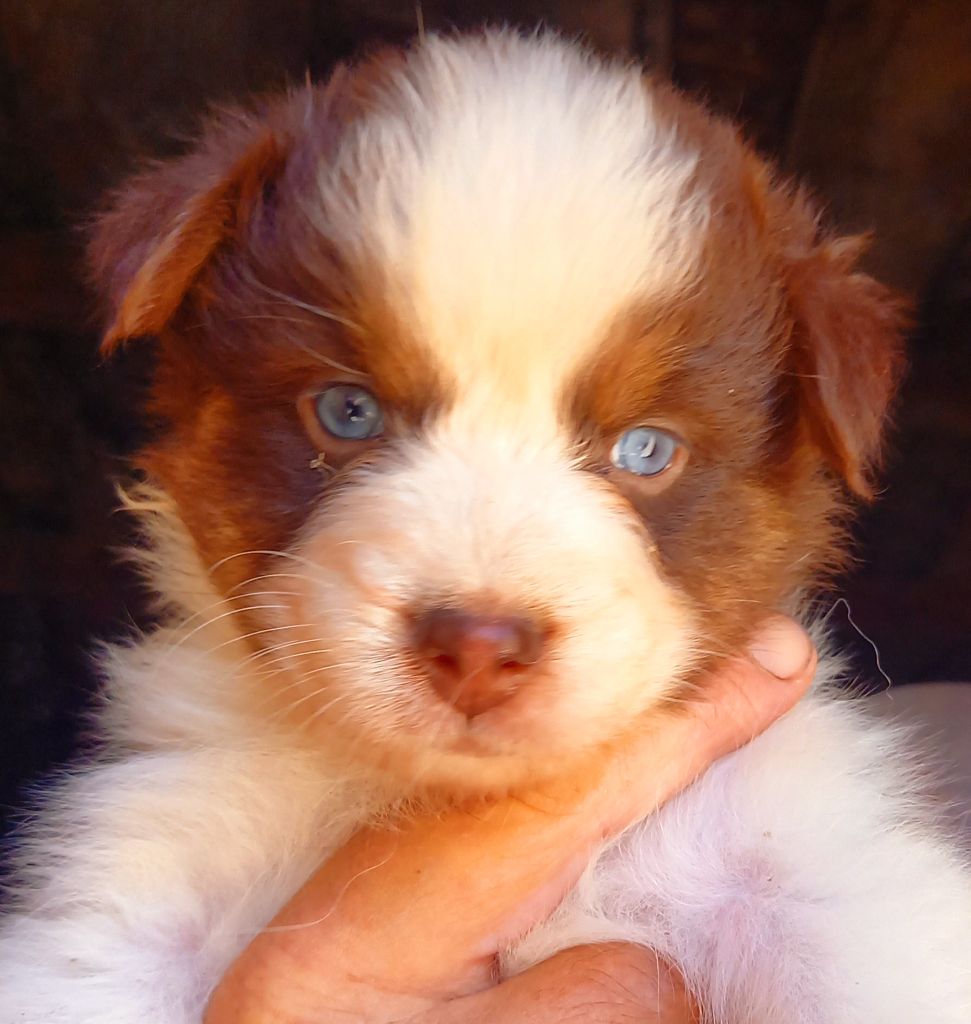 Jean Luc Baudet - Chiots disponibles - Berger Australien