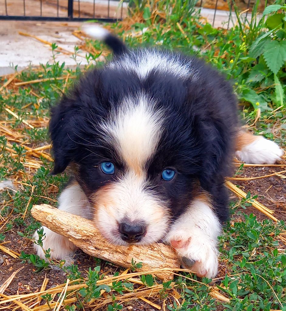 Jean Luc Baudet - Chiots disponibles - Berger Australien
