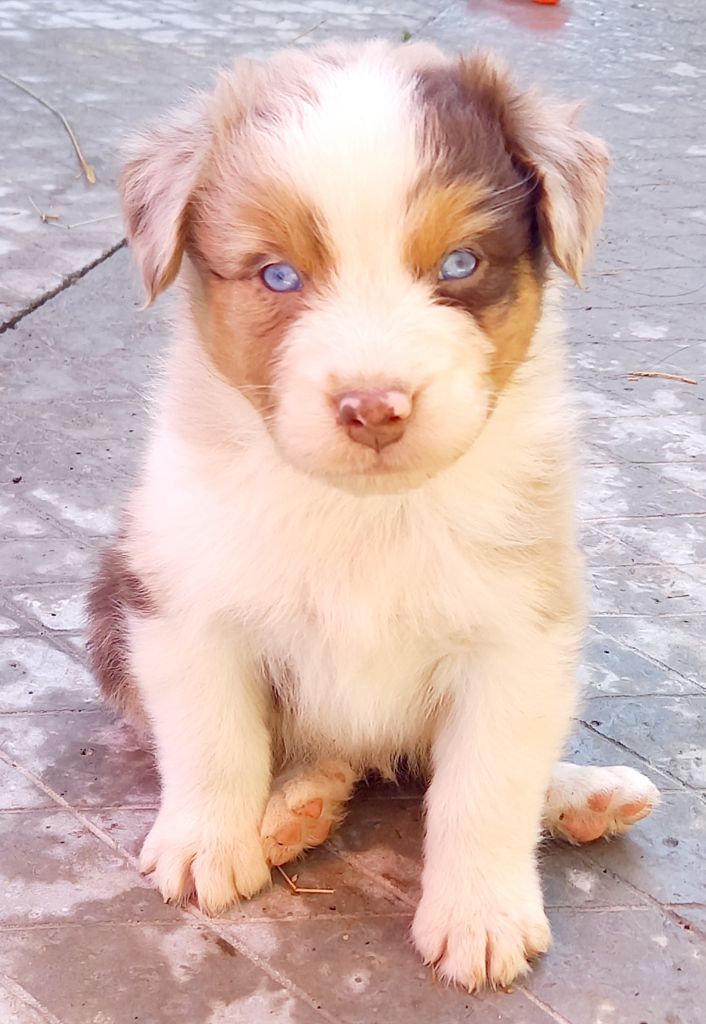 Jean Luc Baudet - Chiots disponibles - Berger Australien