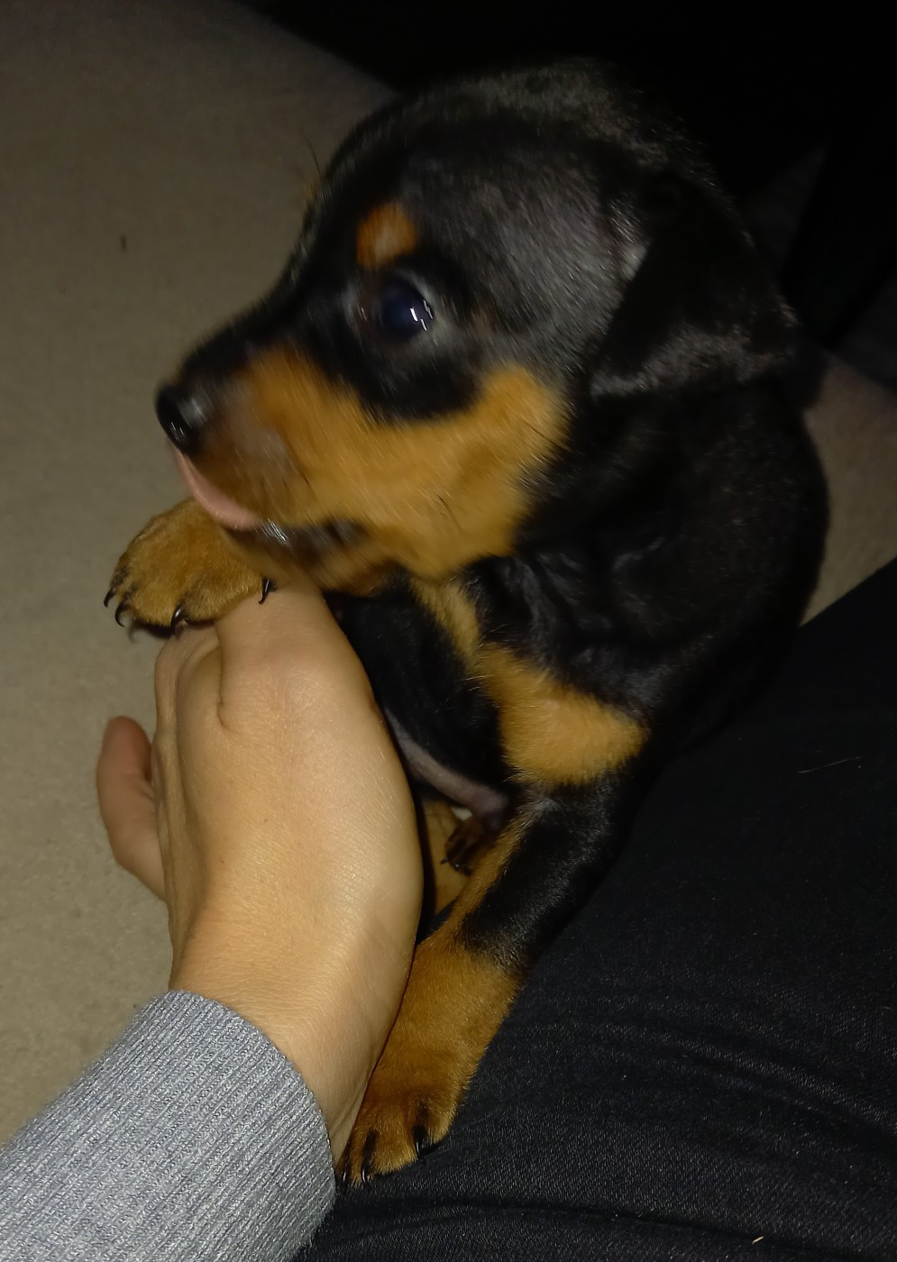 Jean Luc Baudet - Chiots disponibles - Pinscher nain