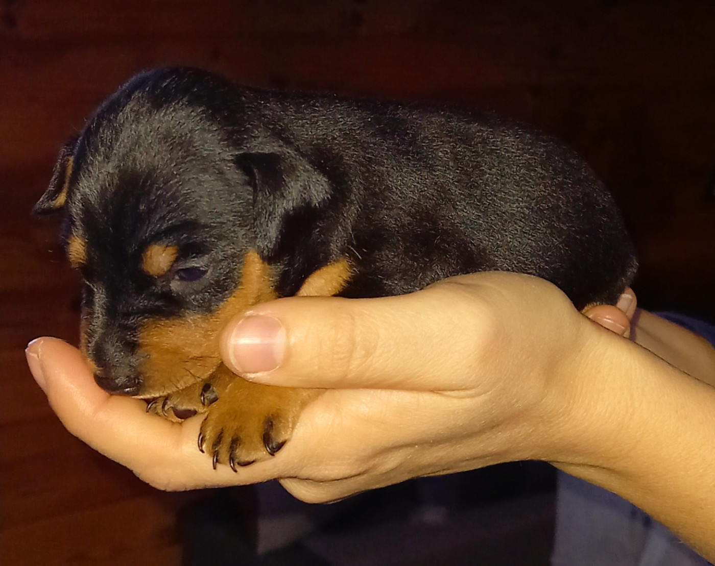 Jean Luc Baudet - Chiots disponibles - Pinscher nain
