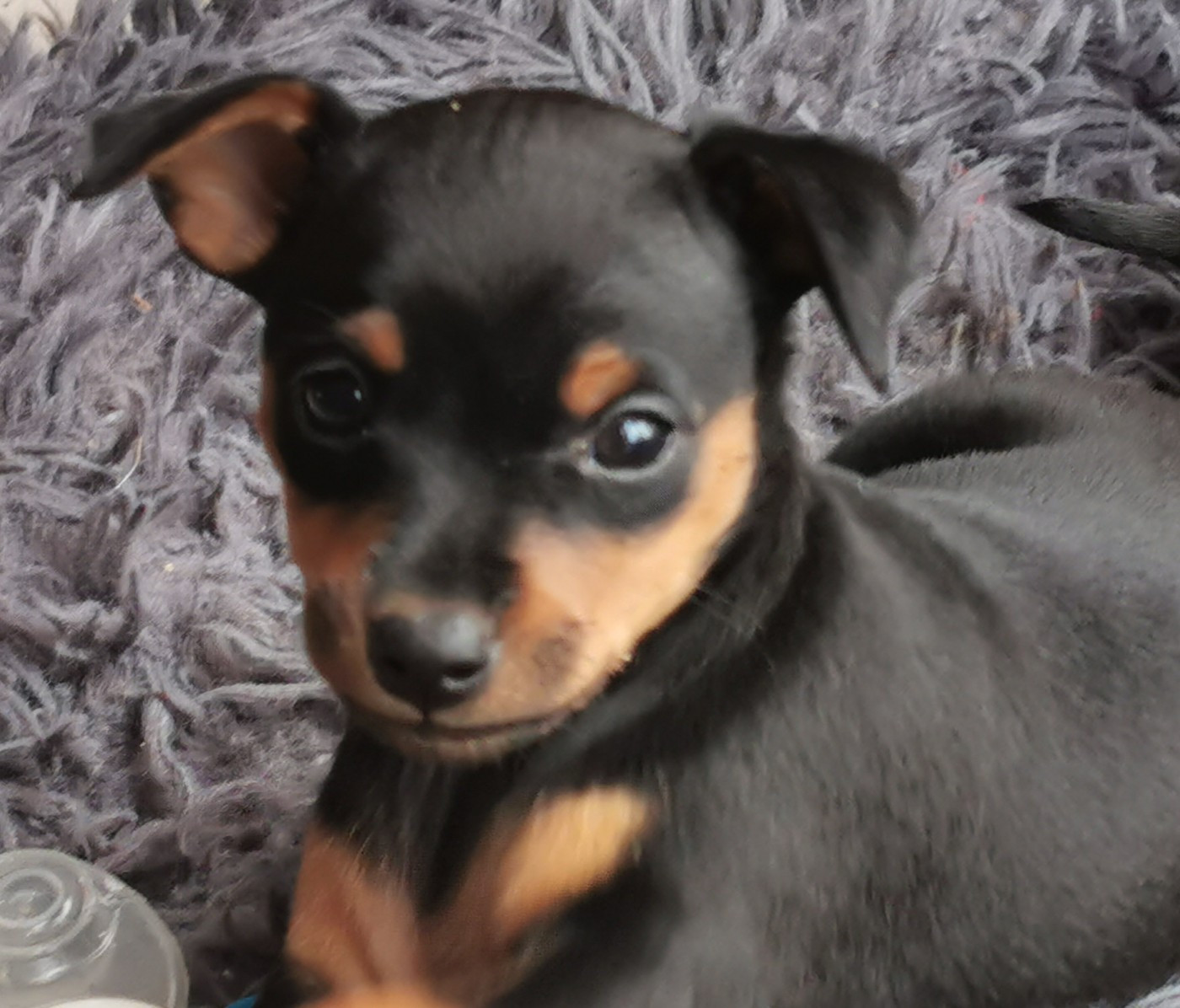 Jean Luc Baudet - Chiots disponibles - Pinscher nain