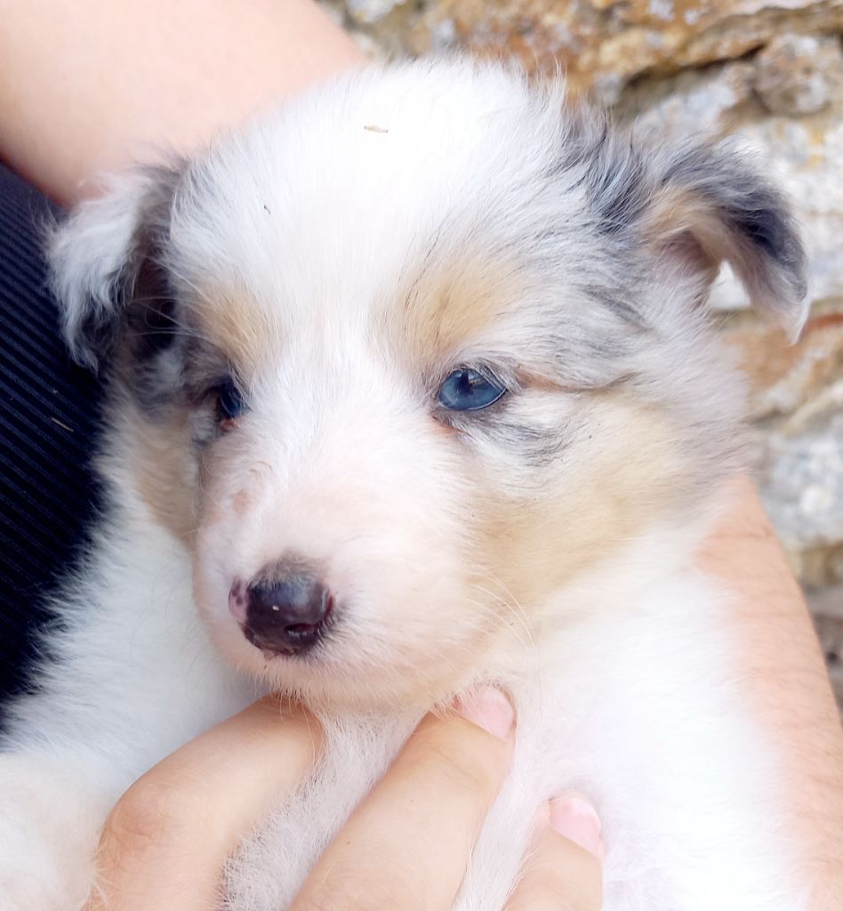 Jean Luc Baudet - Chiots disponibles - Shetland Sheepdog