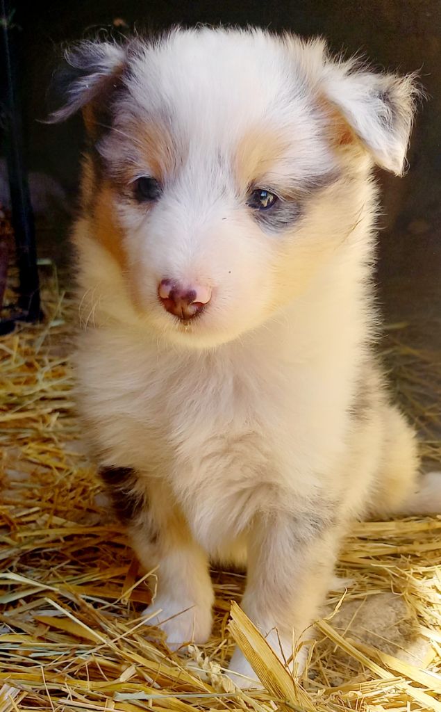 Jean Luc Baudet - Chiots disponibles - Shetland Sheepdog