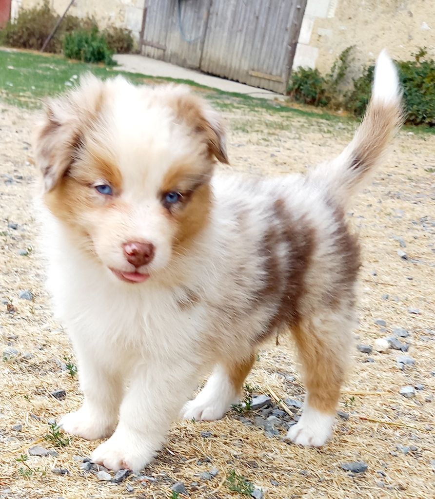 Jean Luc Baudet - Chiots disponibles - Berger Australien