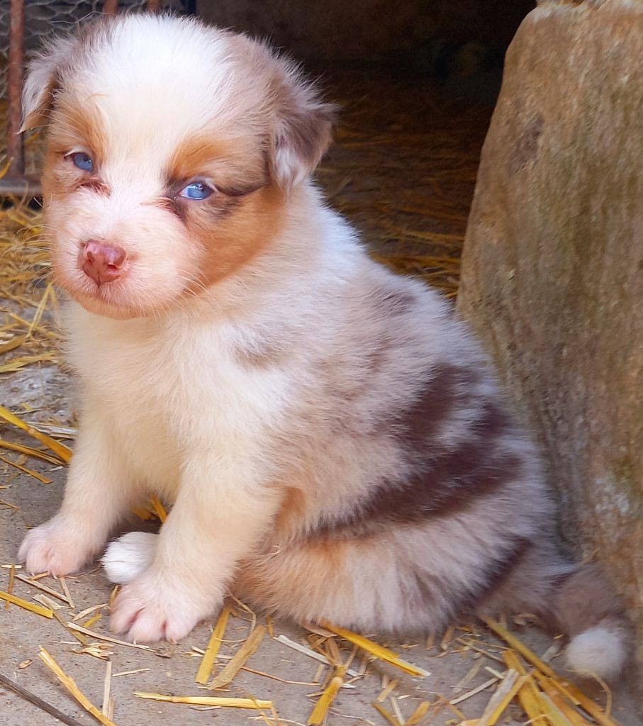 Jean Luc Baudet - Chiots disponibles - Berger Australien