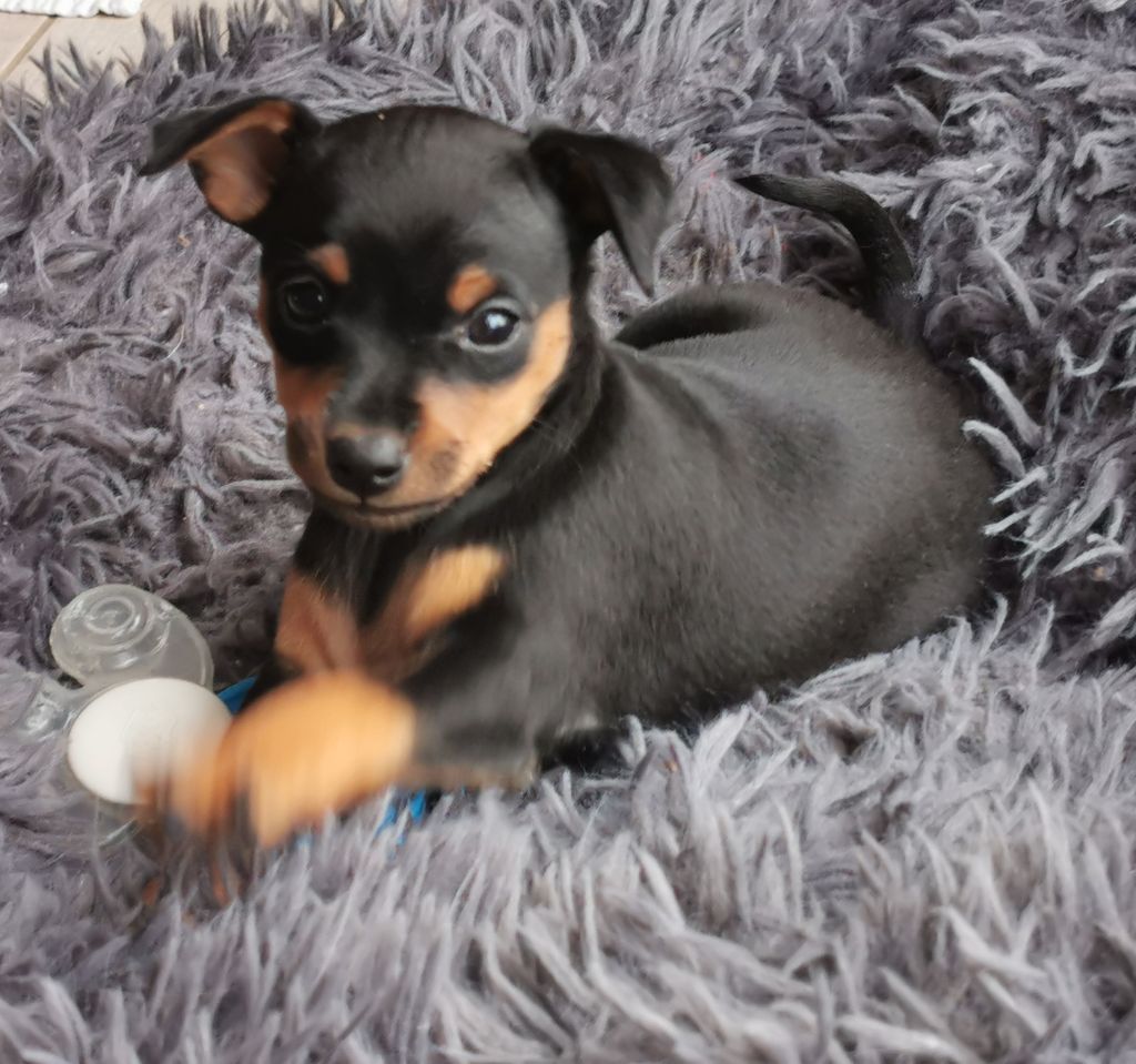 Jean Luc Baudet - Chiots disponibles - Pinscher nain