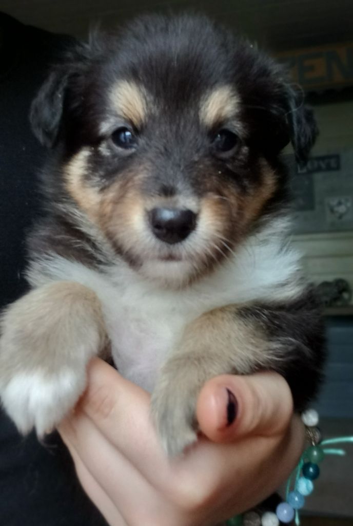 Jean Luc Baudet - Chiots disponibles - Shetland Sheepdog