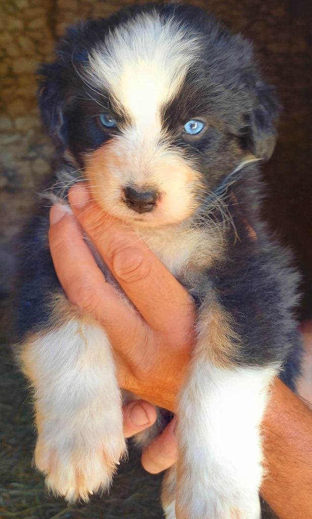 Jean Luc Baudet - Chiots disponibles - Berger Australien