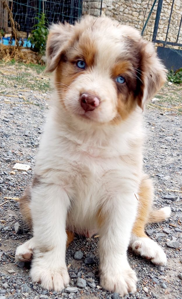 Jean Luc Baudet - Chiots disponibles - Berger Australien