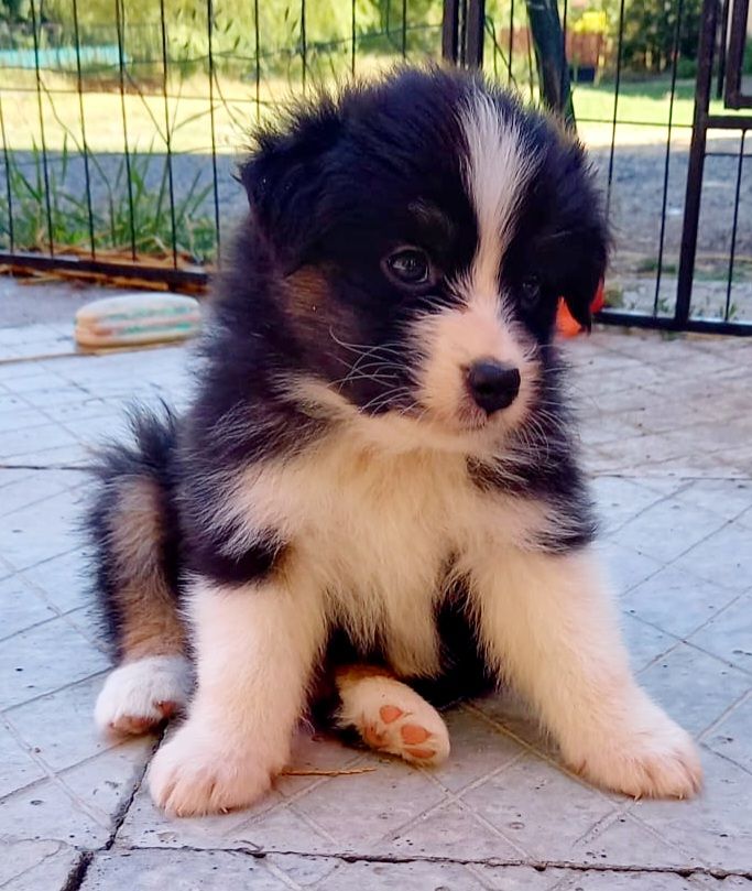 Jean Luc Baudet - Chiots disponibles - Berger Australien
