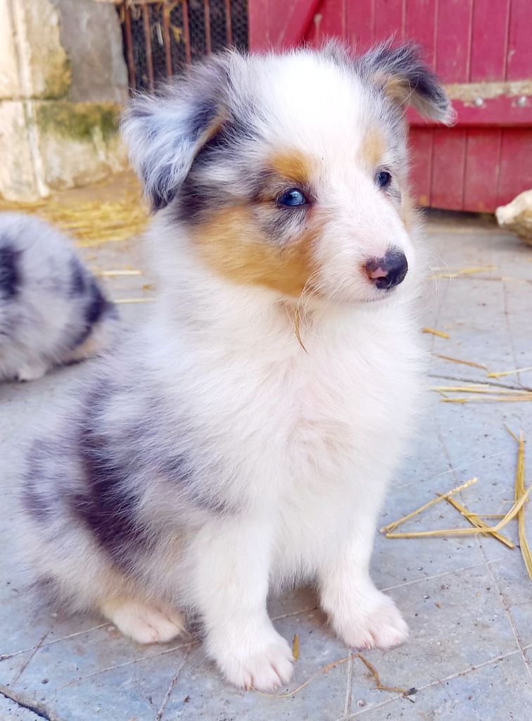 Jean Luc Baudet - Chiots disponibles - Shetland Sheepdog